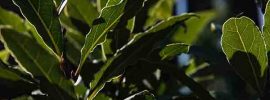 health-benefits-bay-leaf